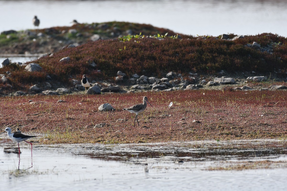 オグロシギ - ML647543849