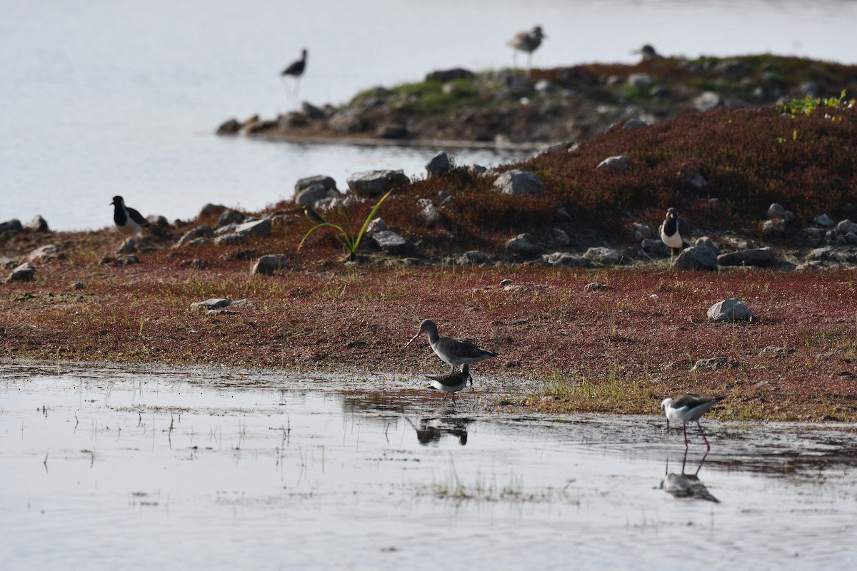 オグロシギ - ML647543850