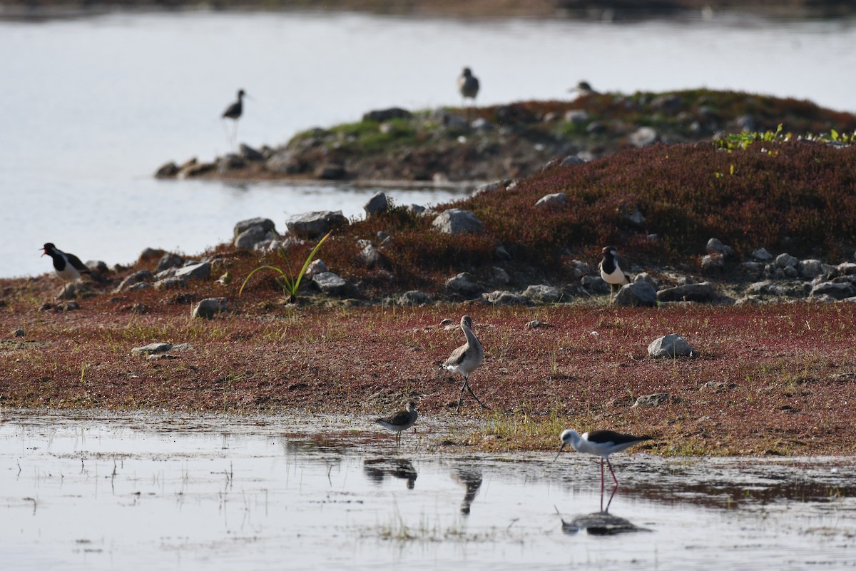 オグロシギ - ML647543851