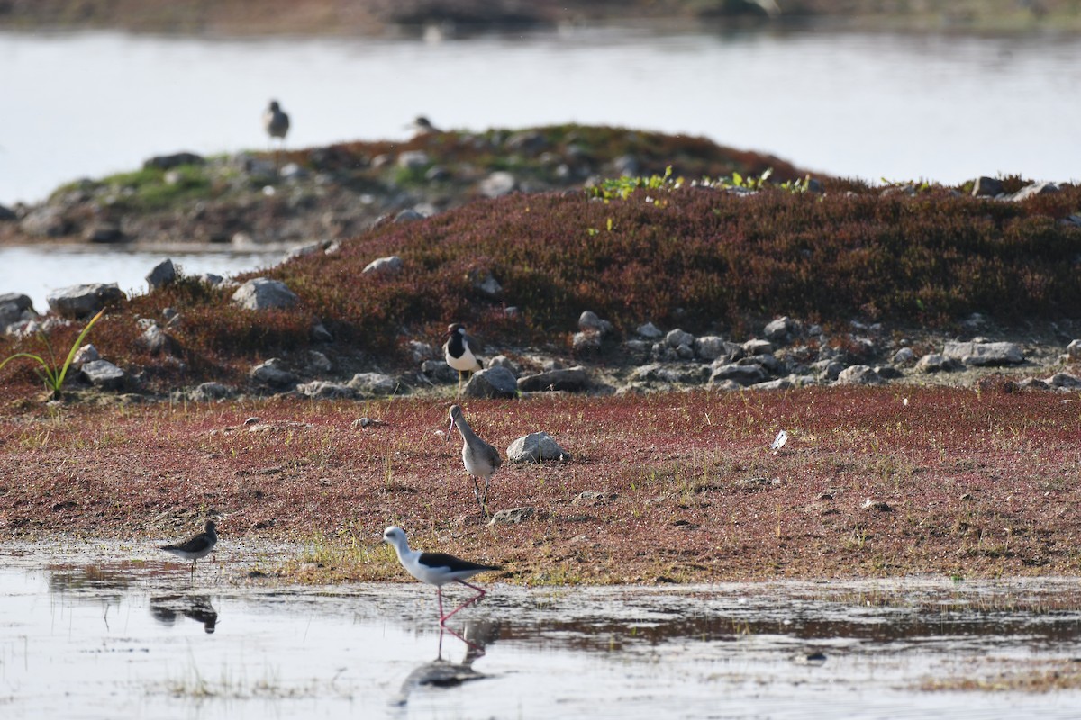 Aguja Colinegra - ML647543852