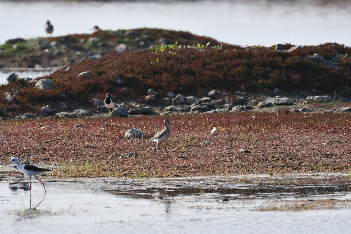 Black-tailed Godwit - ML647543853