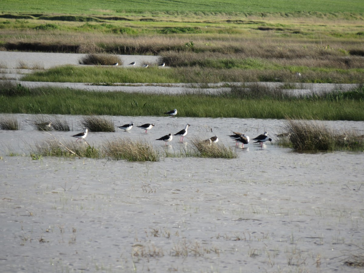 Zankaluze eurasiarra - ML647543863