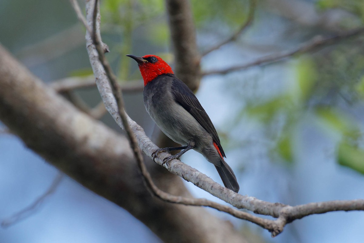 ズアカミツスイ - ML647543869