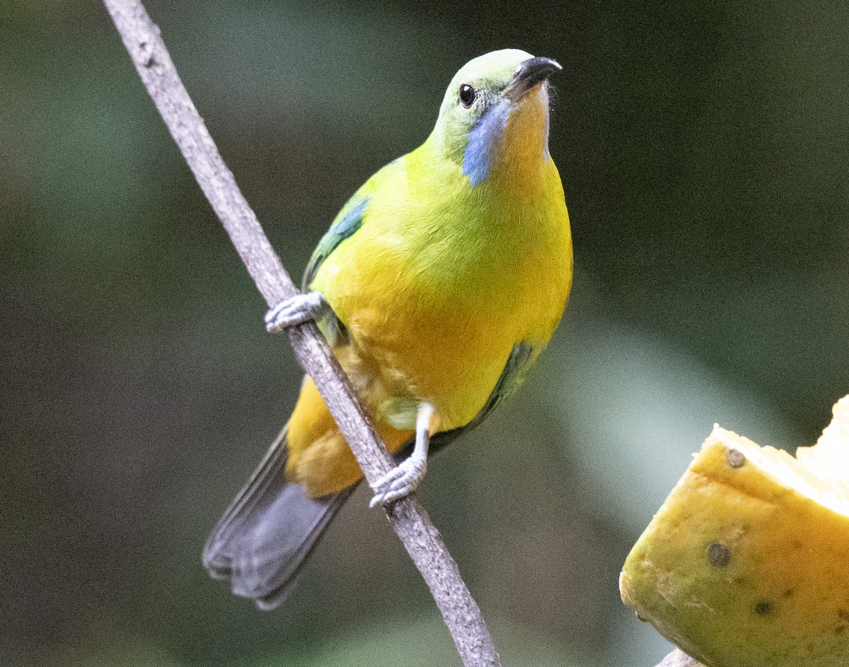 アカハラコノハドリ - ML647543870