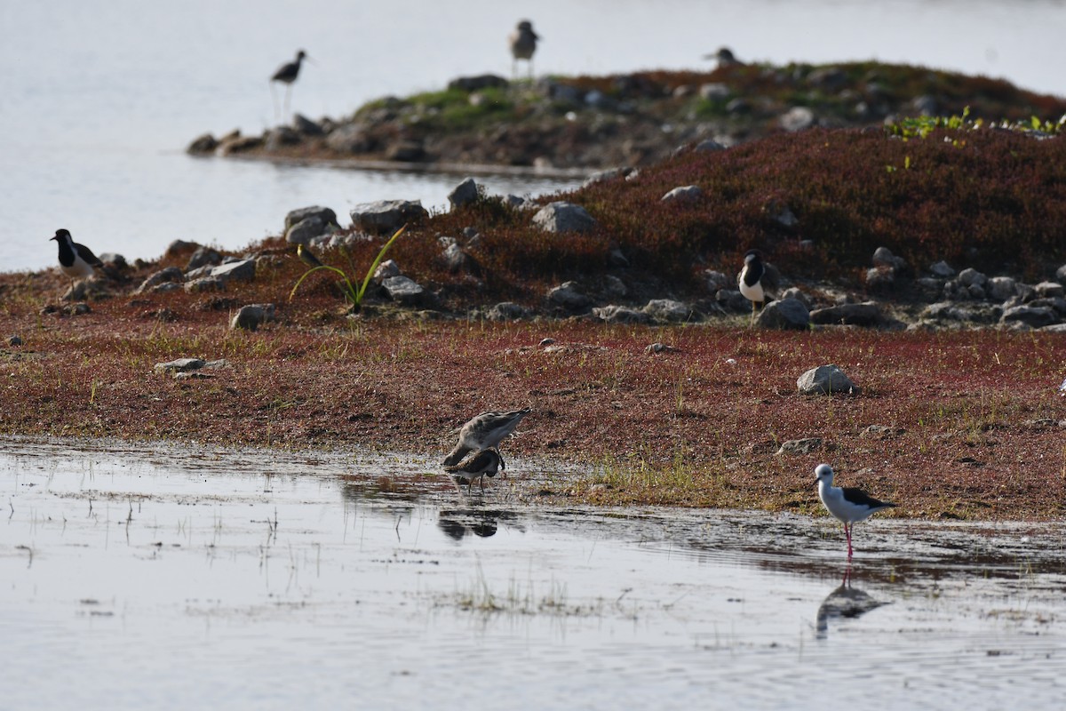 Cigüeñuela Común - ML647543871