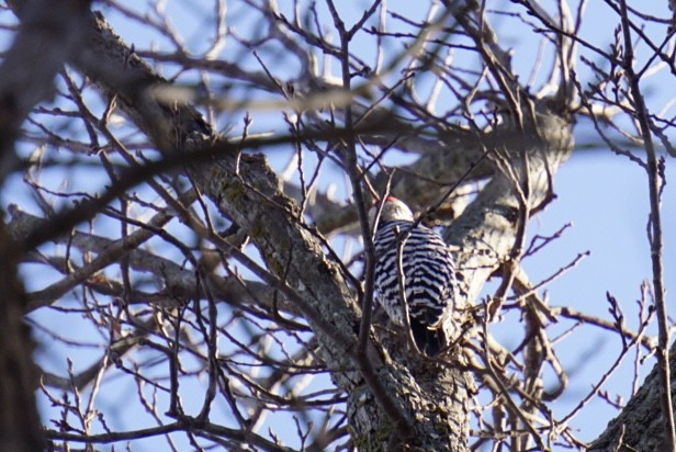 シマアカゲラ - ML647543873