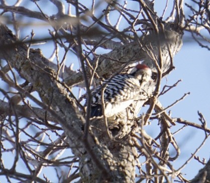 シマアカゲラ - ML647543874