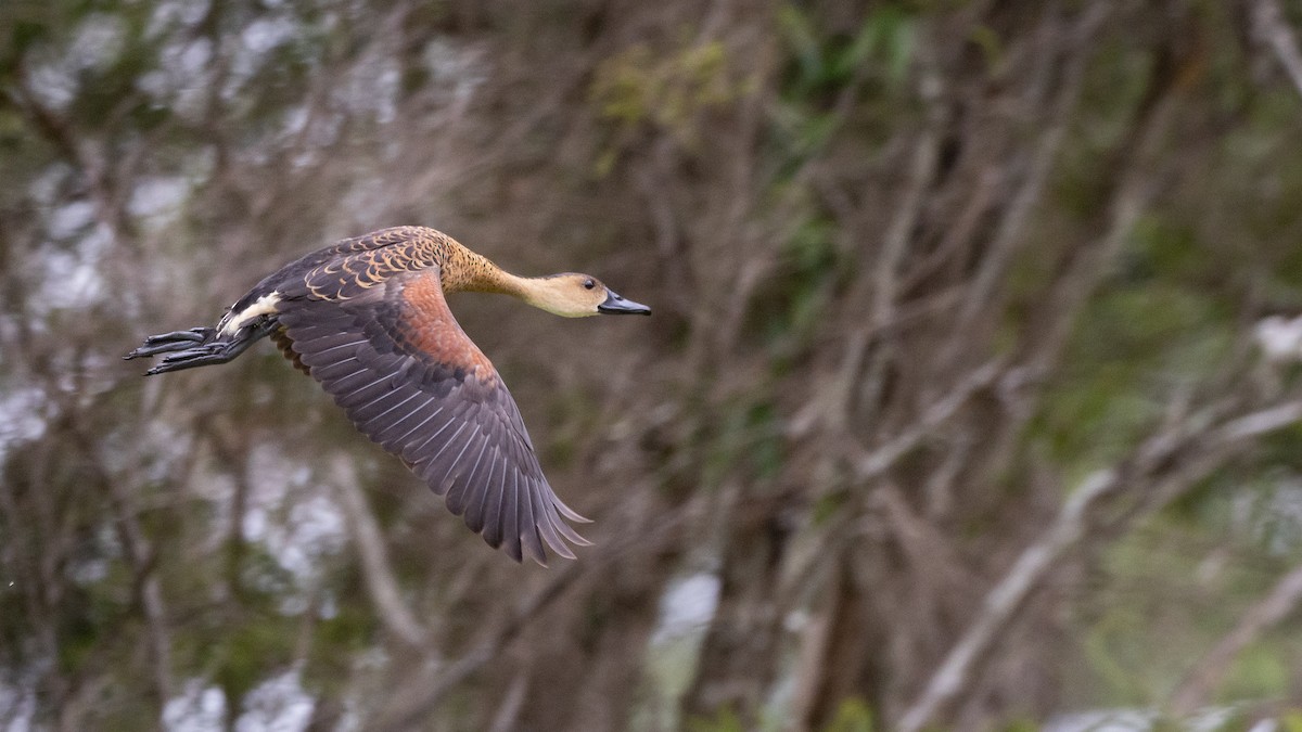 オオリュウキュウガモ - ML647543875