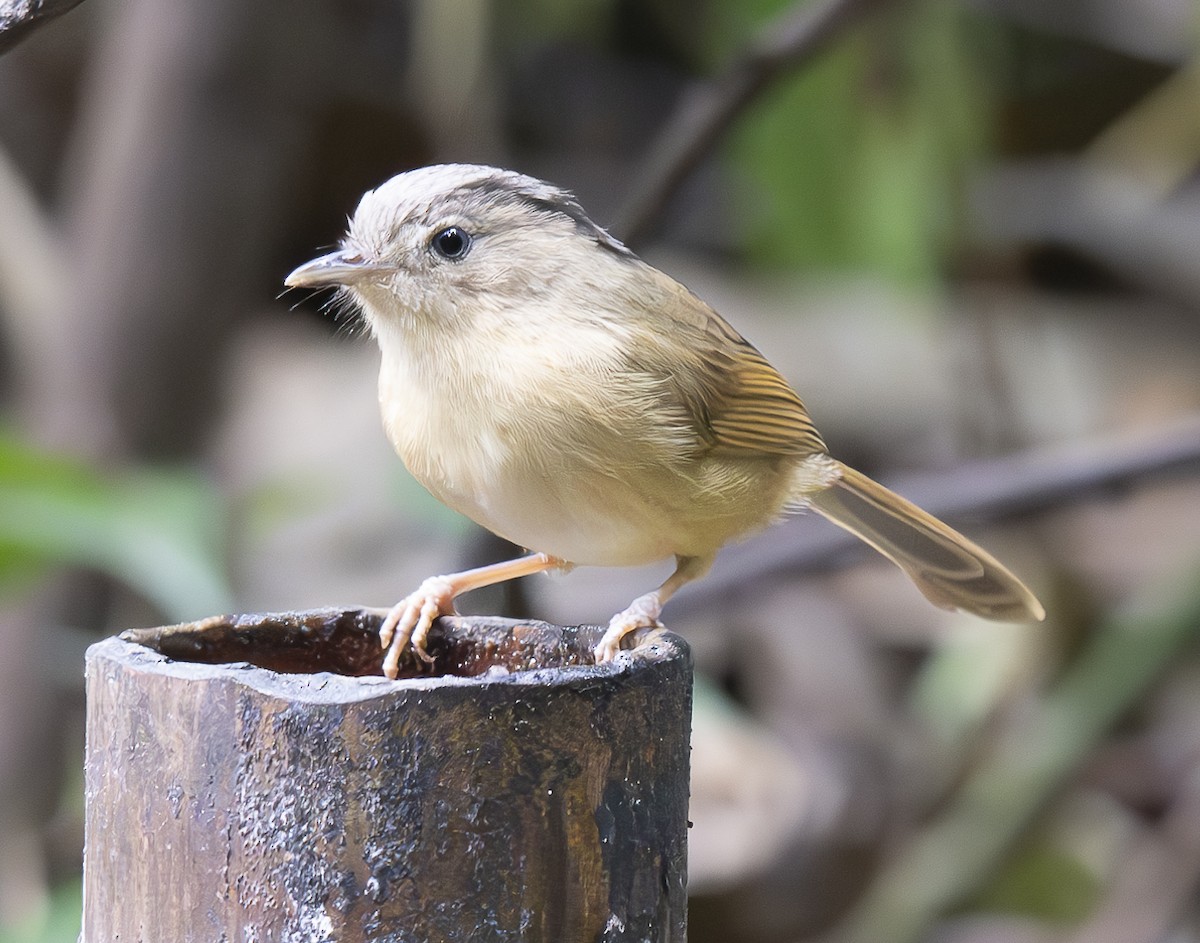 ハイガシラチメドリ - ML647543877