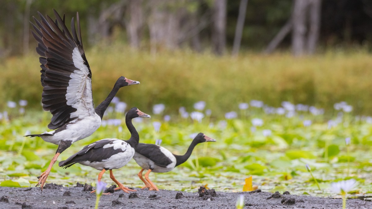 カササギガン - ML647543879