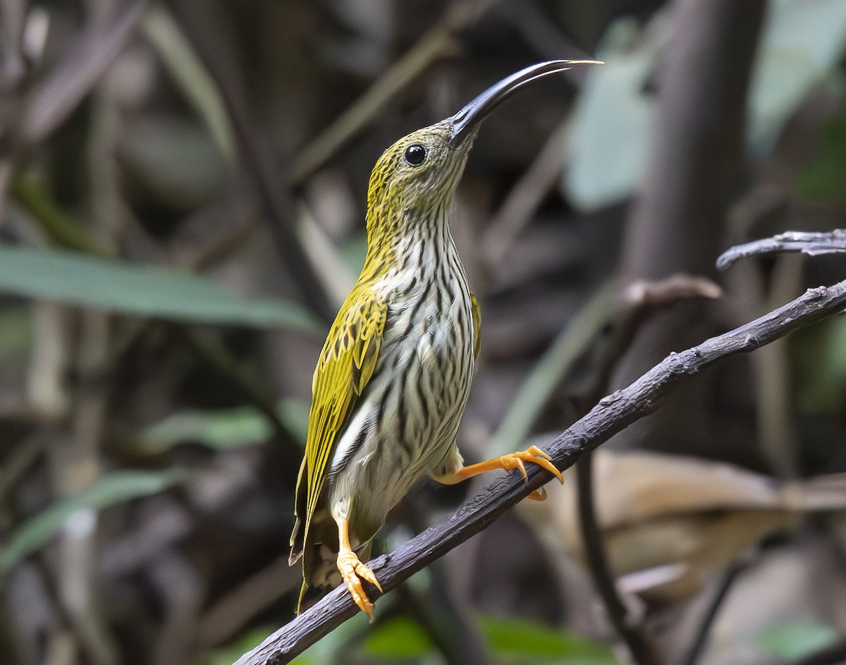 タテジマクモカリドリ - ML647543881