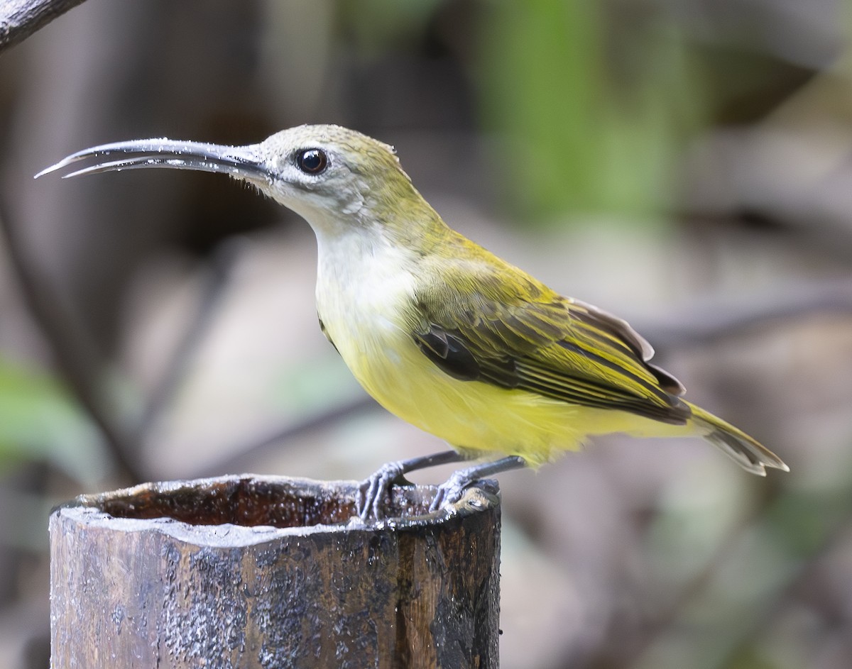 コクモカリドリ - ML647543882