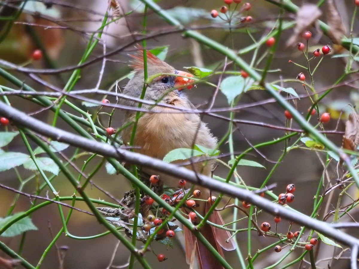 ショウジョウコウカンチョウ - ML647543883
