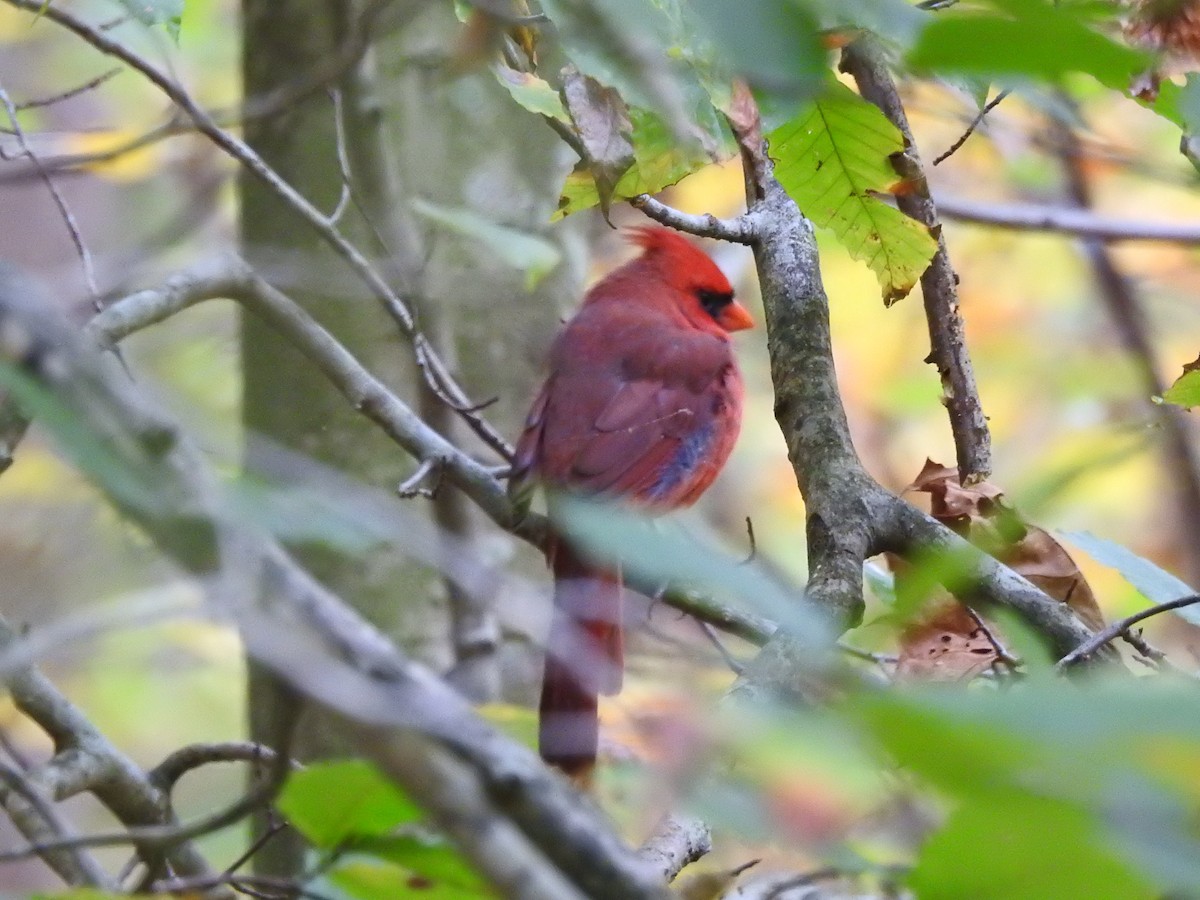 ショウジョウコウカンチョウ - ML647543884