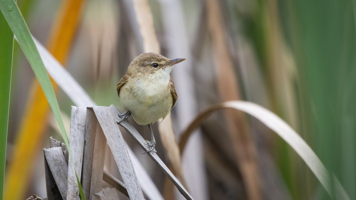 オーストラリアヨシキリ - ML647543885
