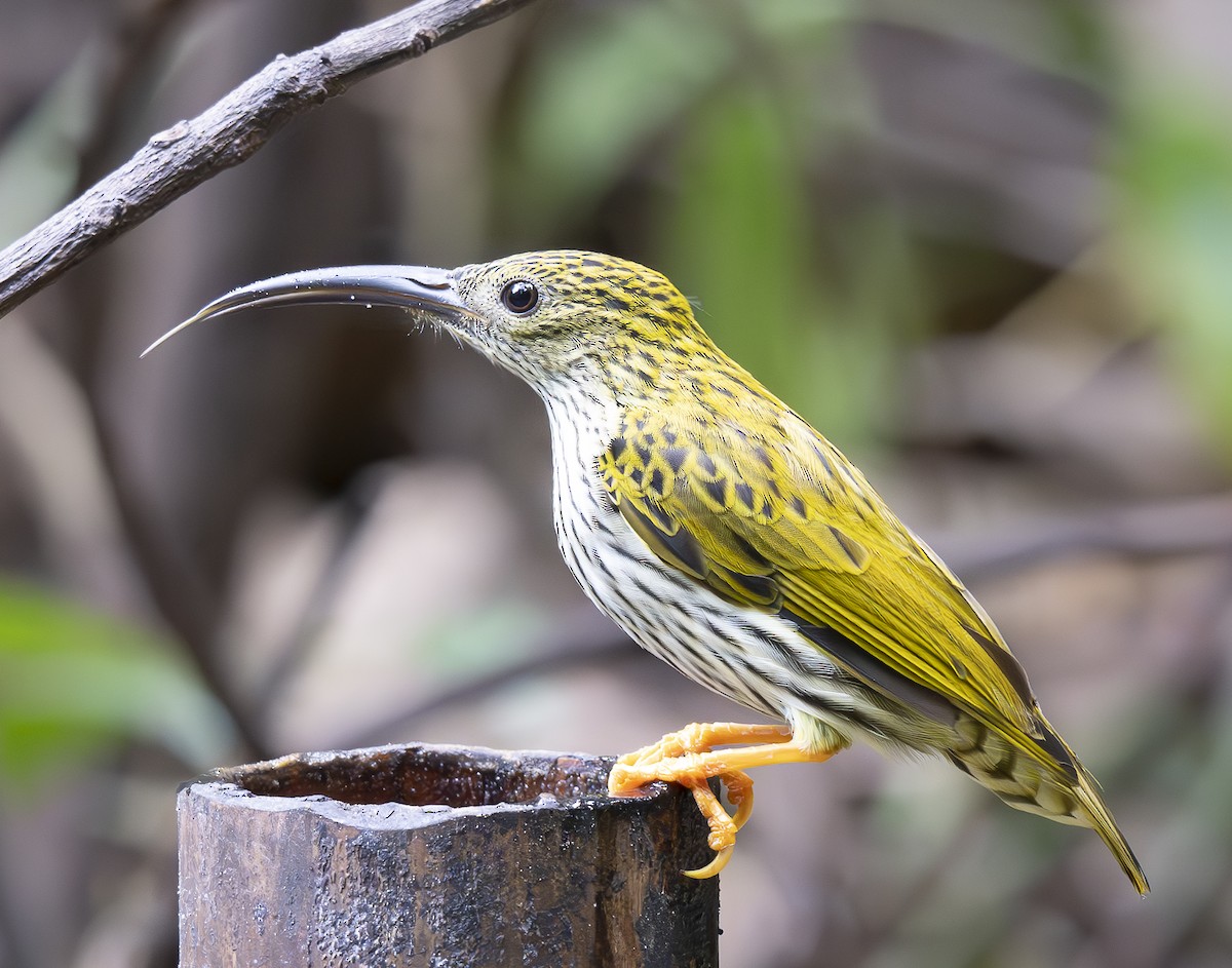 タテジマクモカリドリ - ML647543886