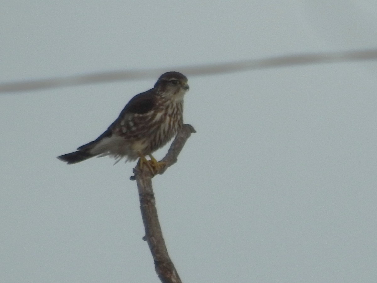 コチョウゲンボウ - ML647543887