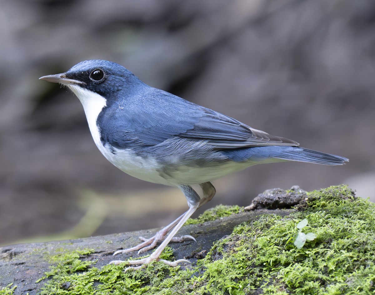 コルリ - ML647543888