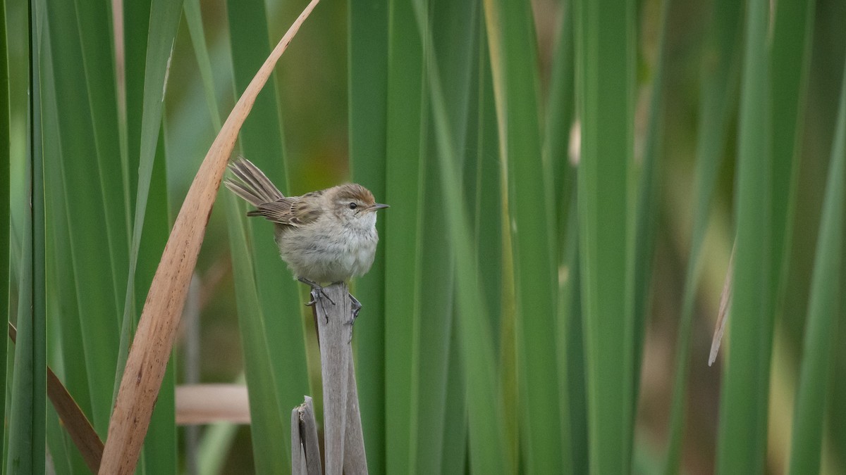 シマオオセッカ - ML647543890