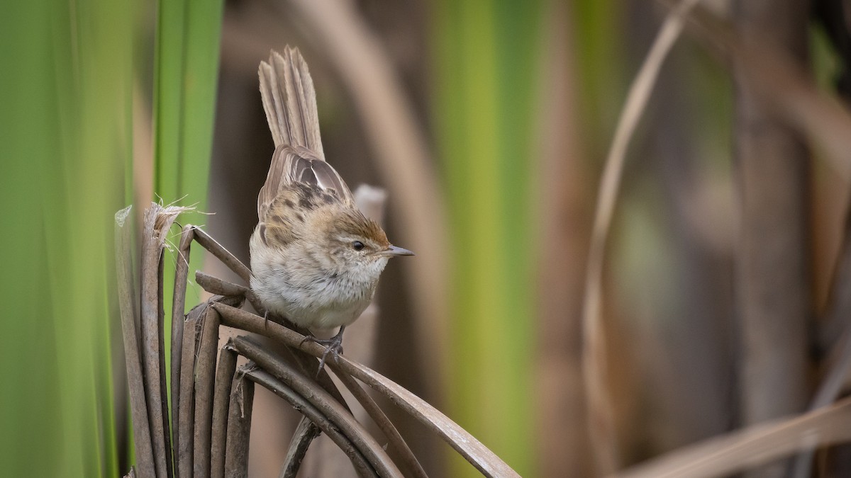 シマオオセッカ - ML647543891