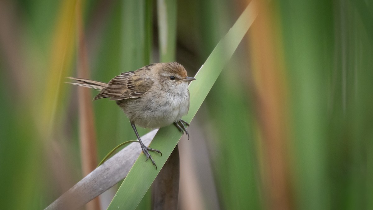 シマオオセッカ - ML647543892