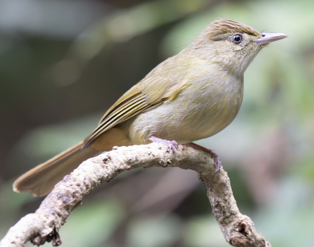 メジロヒヨドリ - ML647543893