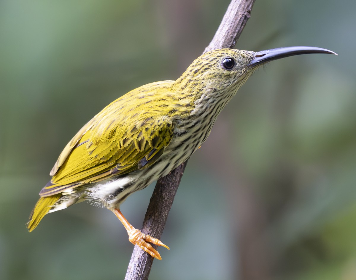 タテジマクモカリドリ - ML647543894