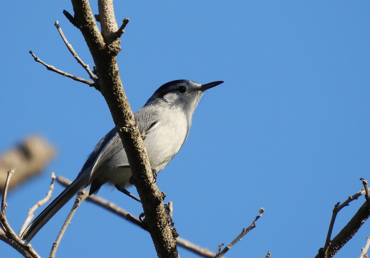 ユカタンブユムシクイ - ML647543896