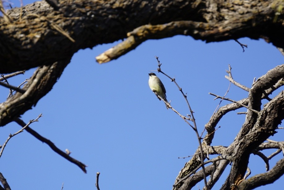 Mosquero Fibí - ML647543897