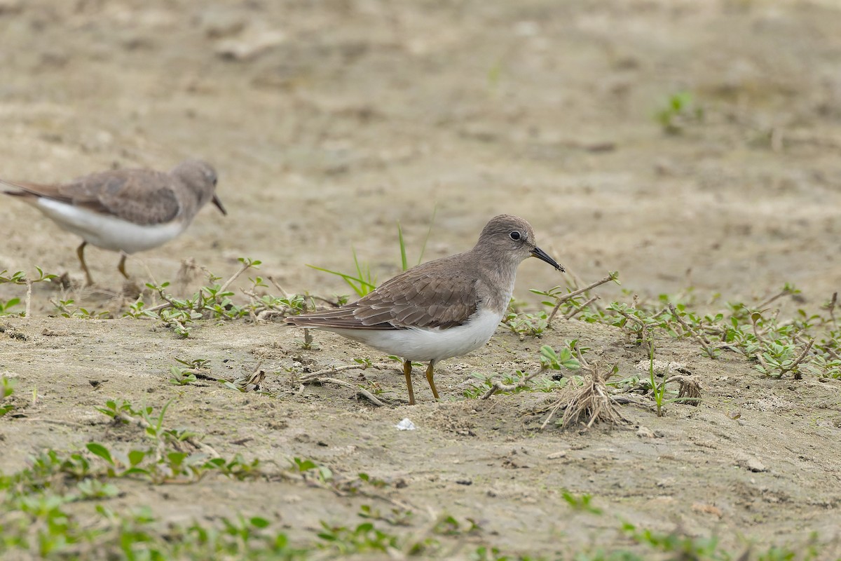 Correlimos de Temminck - ML647543899