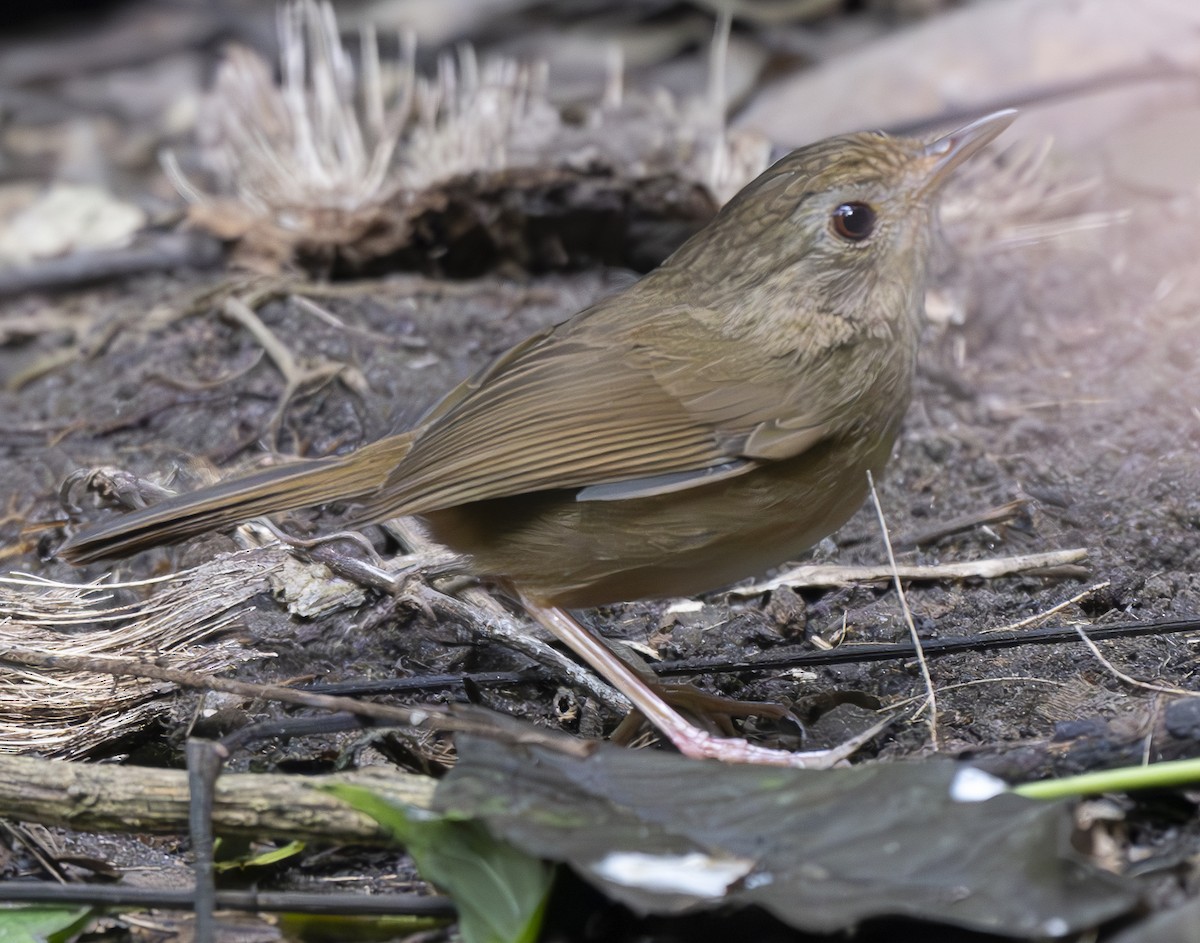 Tordina de Tickell - ML647543901