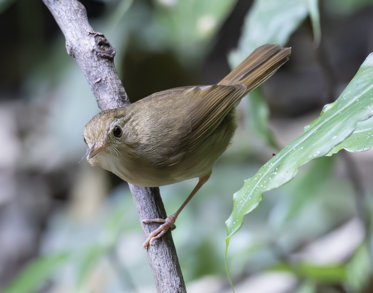 Tordina de Tickell - ML647543902