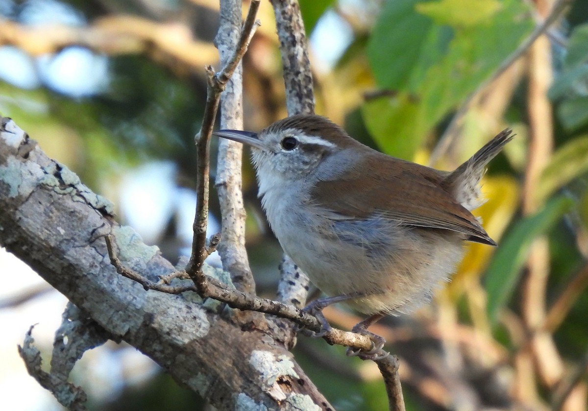 Cucarachero Ventriblanco - ML647543903