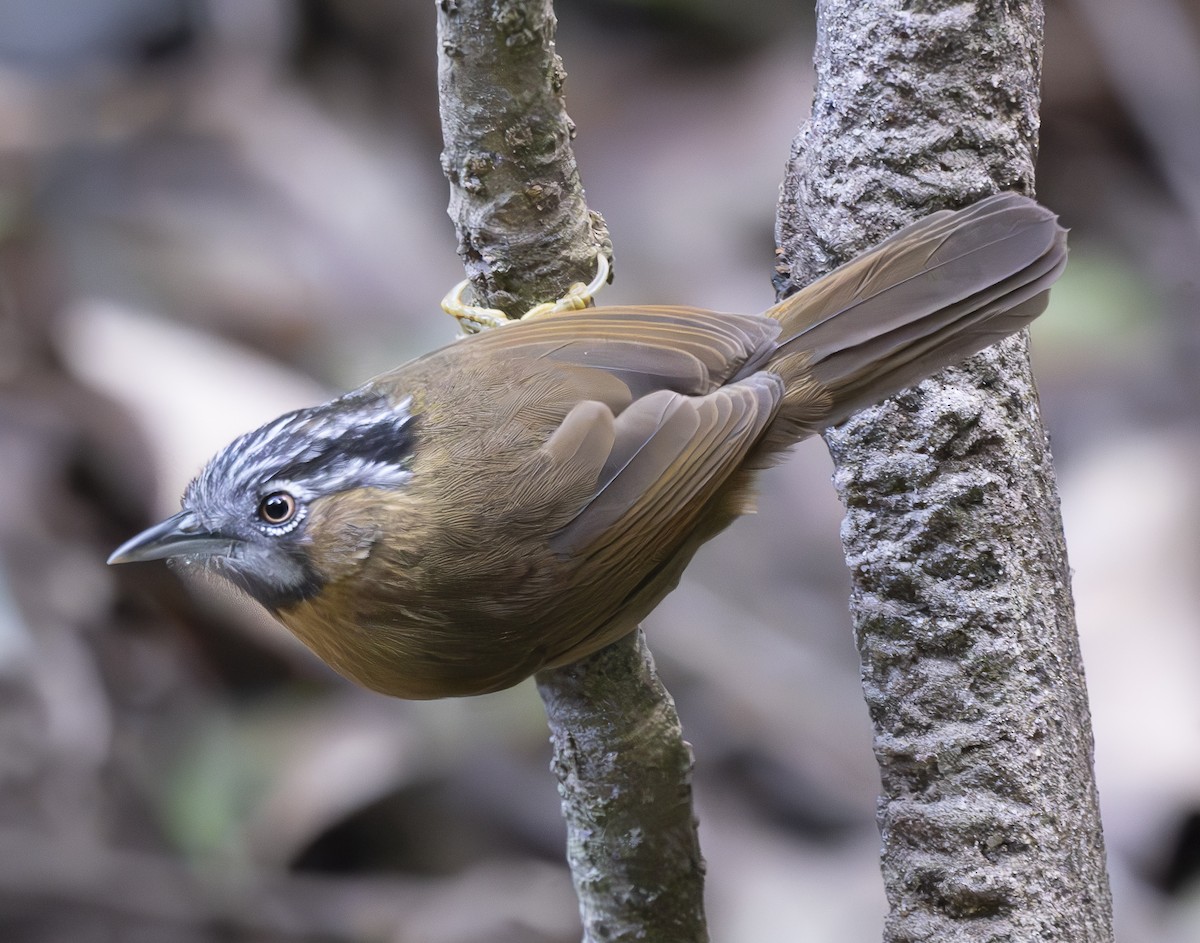 Timalí Gorjigrís - ML647543904