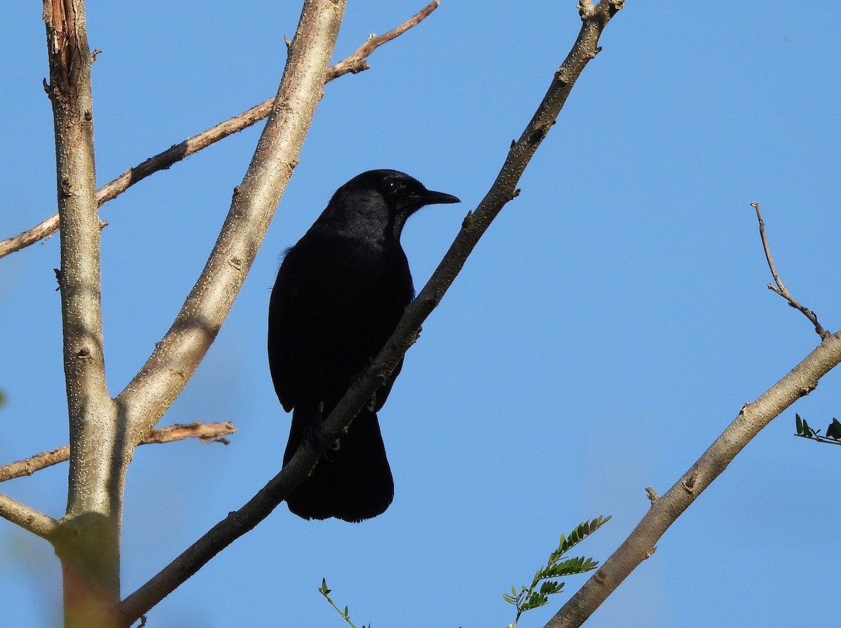 Pájaro Gato Negro - ML647543910
