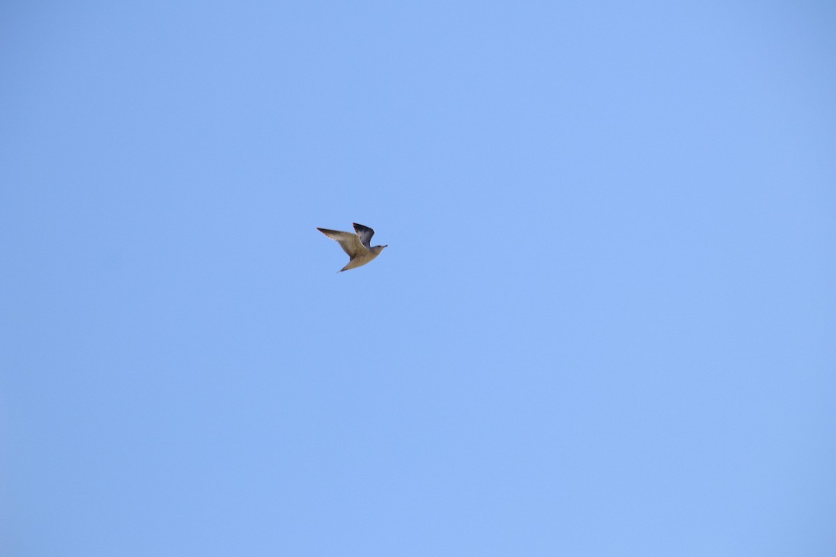 Gaviota de Delaware - ML647543911