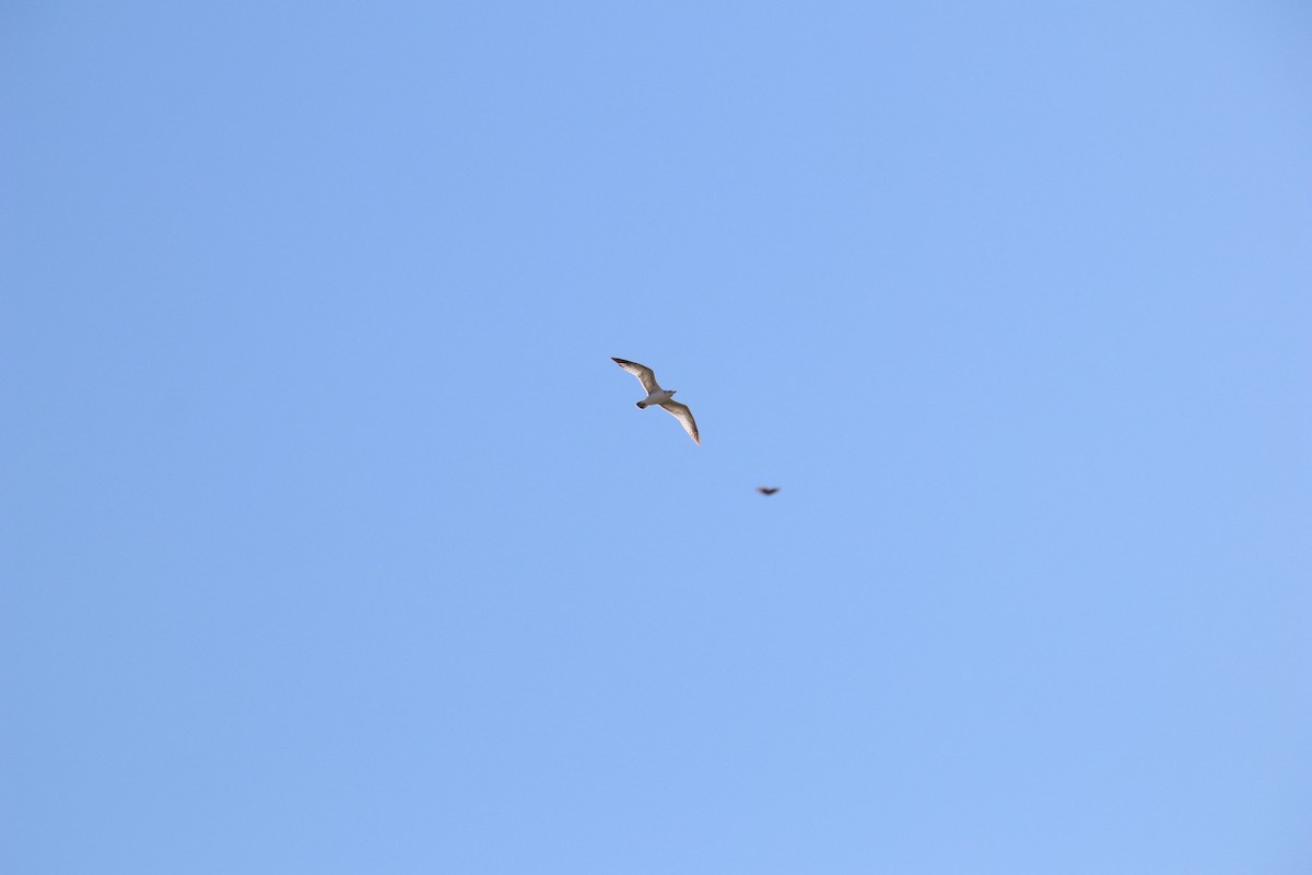 Gaviota de Delaware - ML647543912