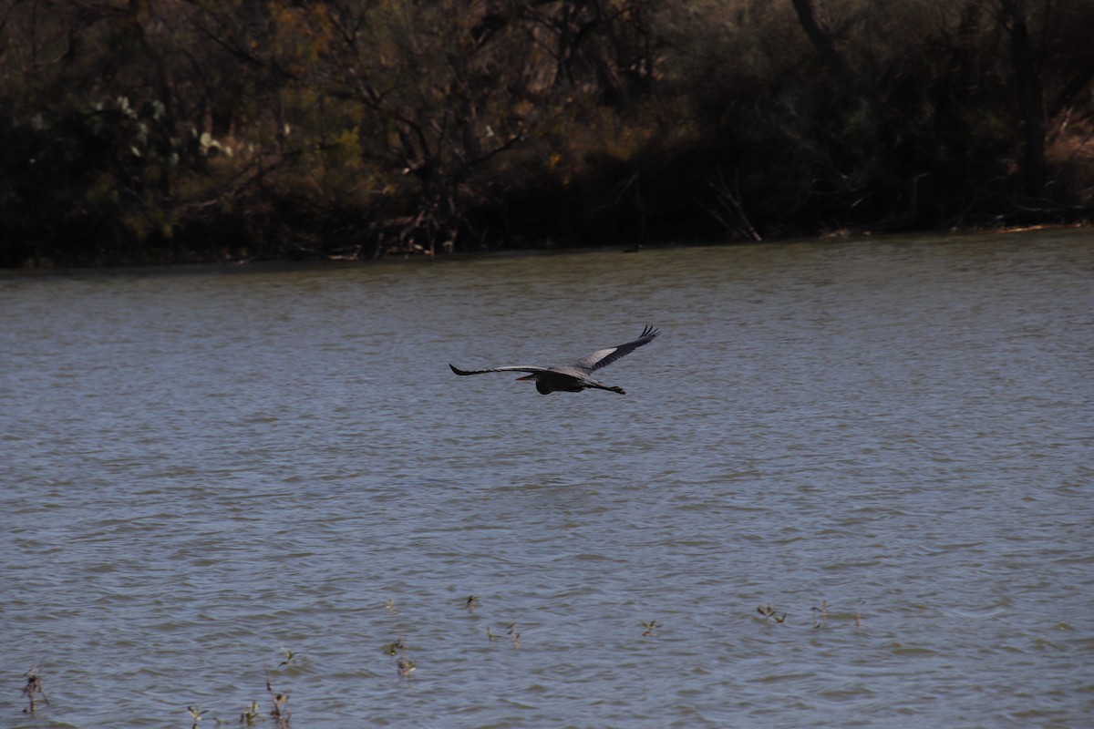 Garza Azulada - ML647543917
