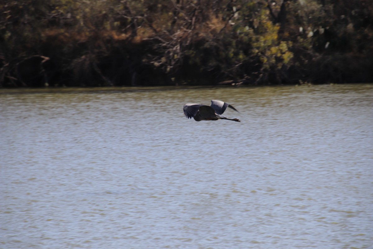 Garza Azulada - ML647543918