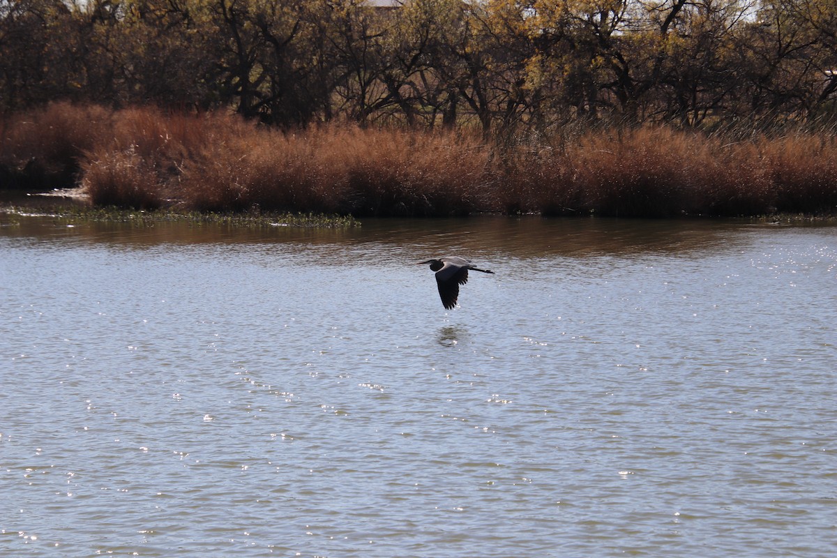 Garza Azulada - ML647543919