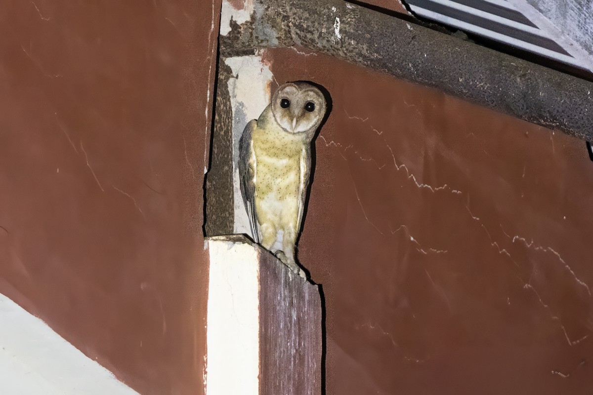 Lechuza de las Andamán - ML647543921