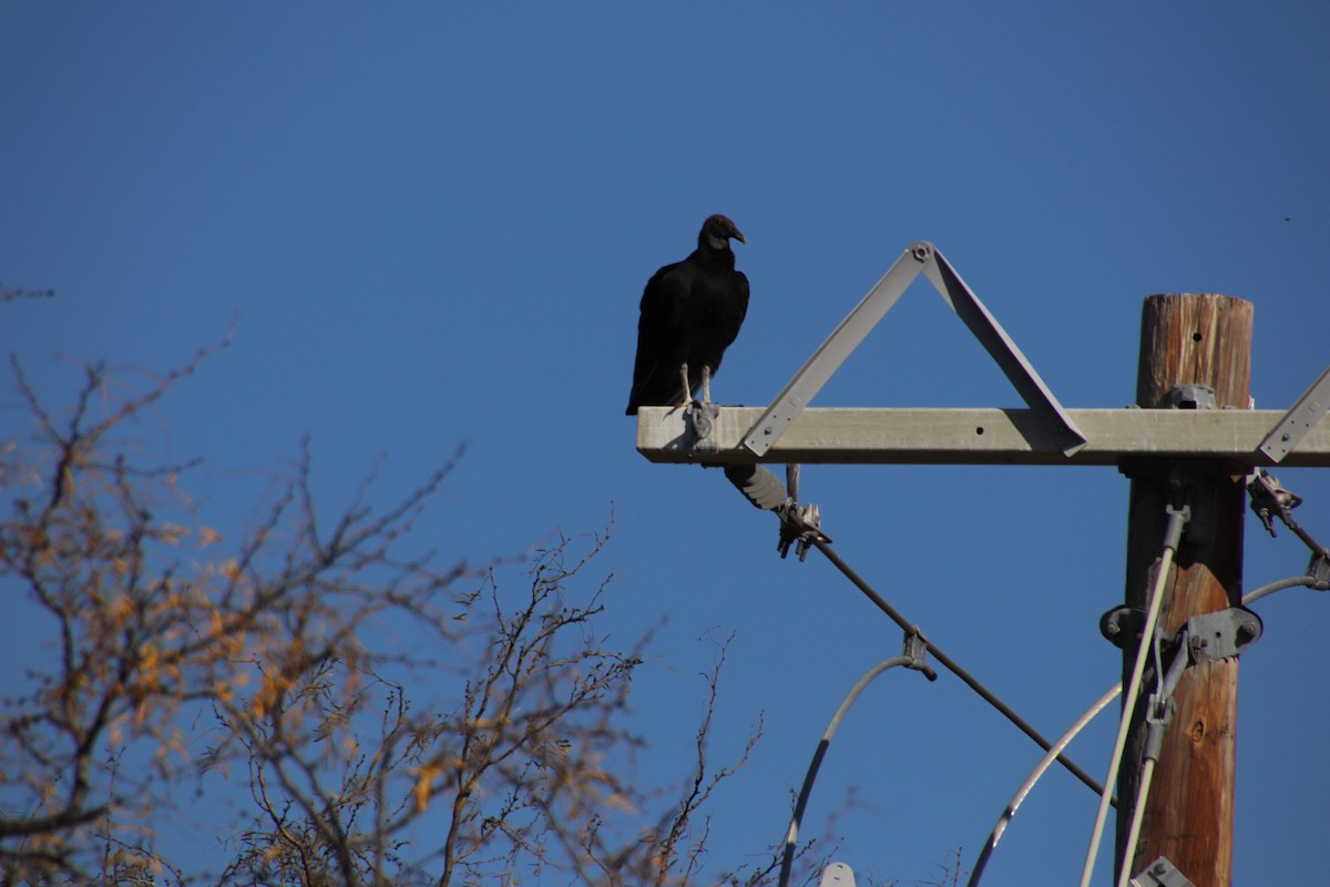 Zopilote Negro - ML647543922