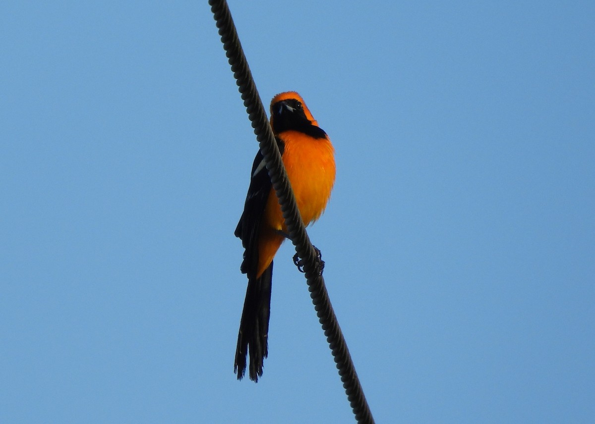 Turpial Enmascarado - ML647543923