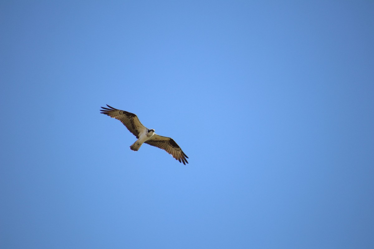 Águila Pescadora - ML647543925