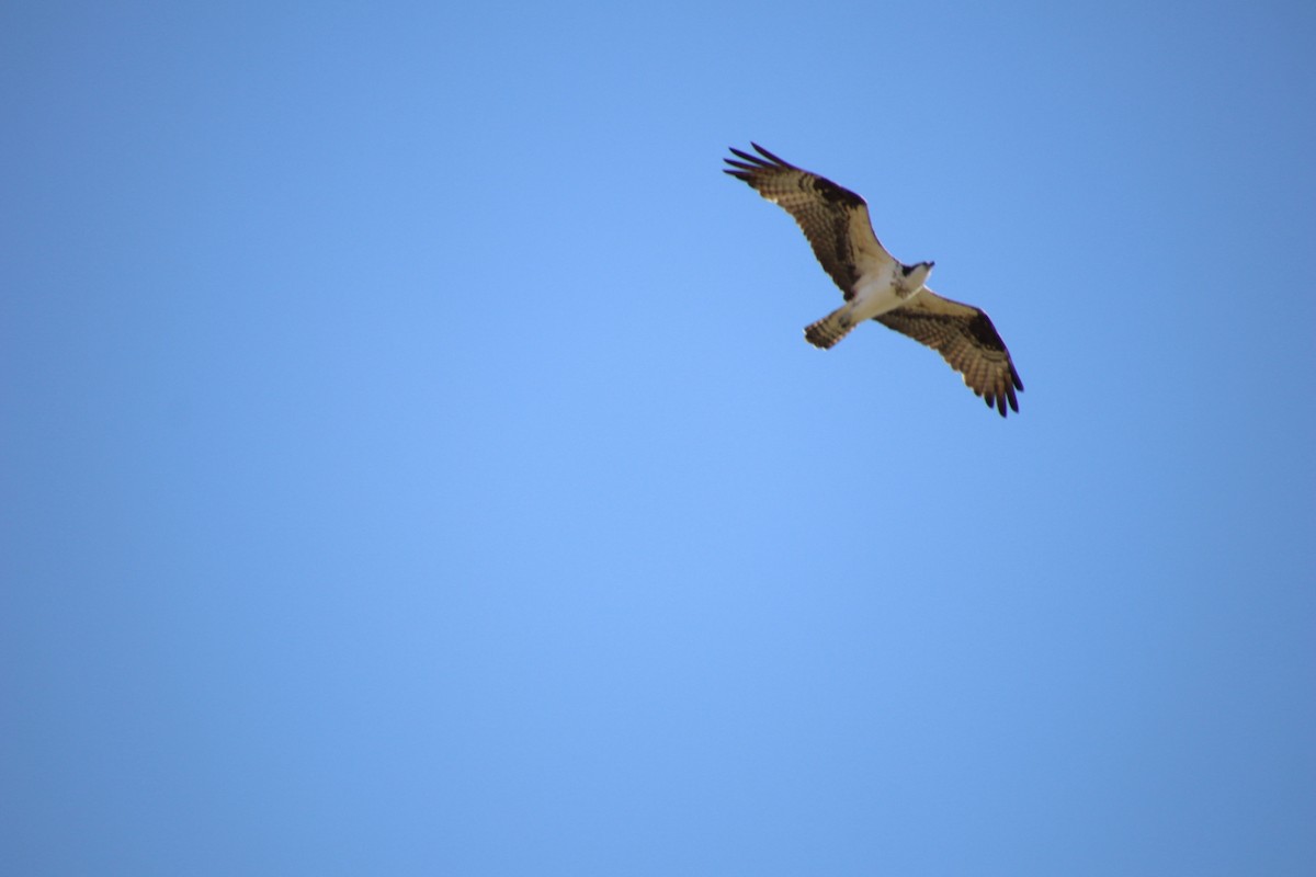 Águila Pescadora - ML647543926