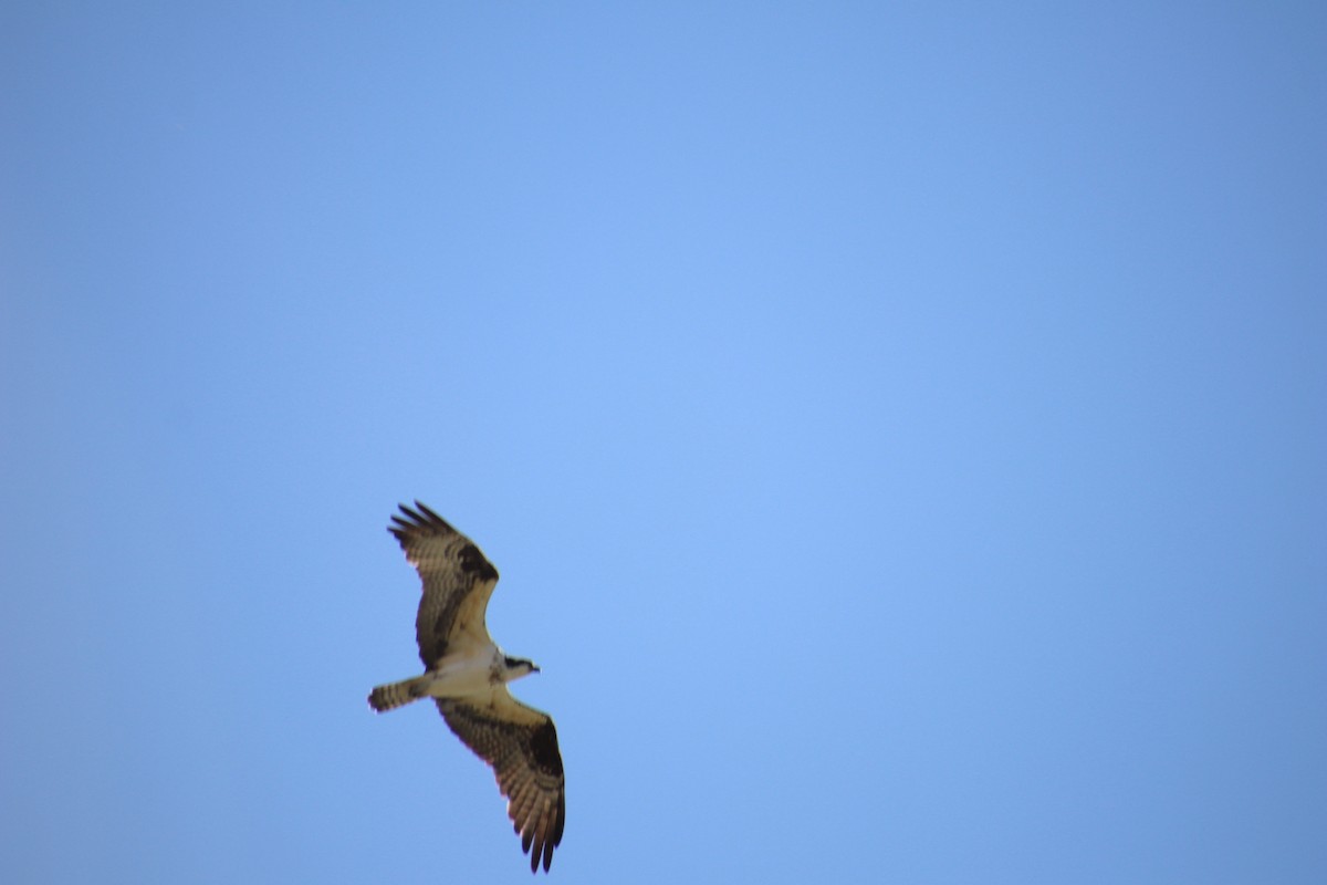 Águila Pescadora - ML647543927