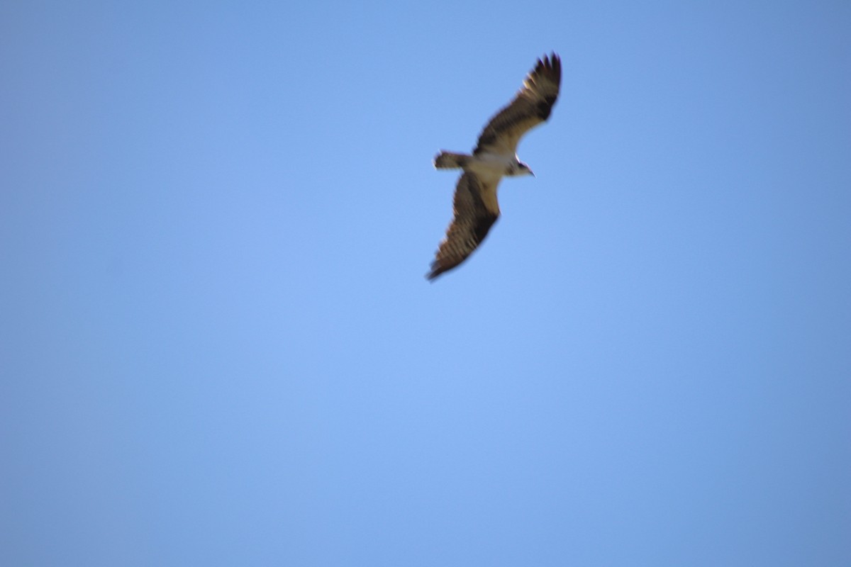 Águila Pescadora - ML647543928