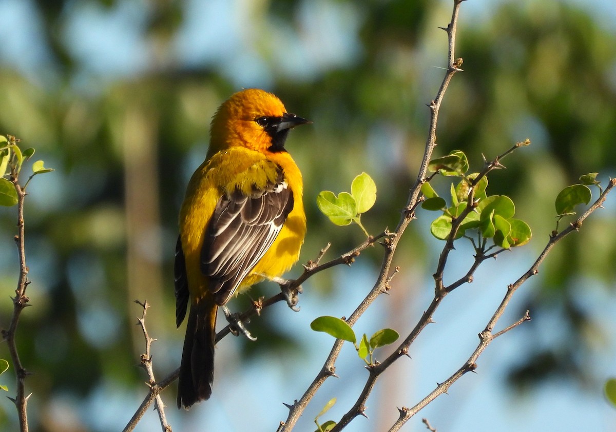 Turpial Yucateco - ML647543931