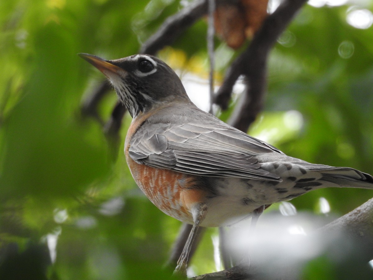 American Robin - ML647543932