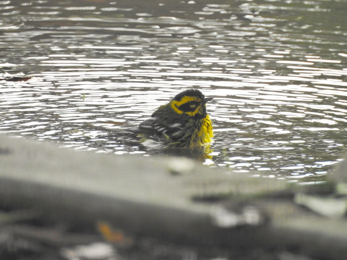 Townsend's Warbler - ML647543936